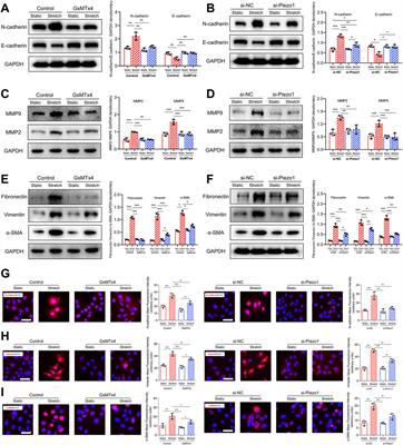 Mechanical Stretch Triggers Epithelial-Mesenchymal Transition in Keratinocytes Through Piezo1 Channel